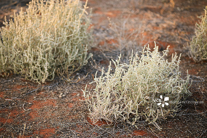 澳洲红色沙漠中的镀锌毛刺和盐碱蓬图片素材