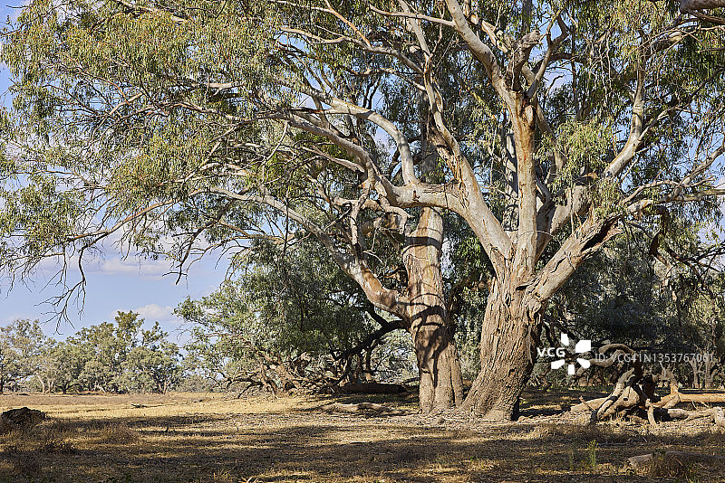 干旱乡村景观中的桉树河岸和蓝天图片素材