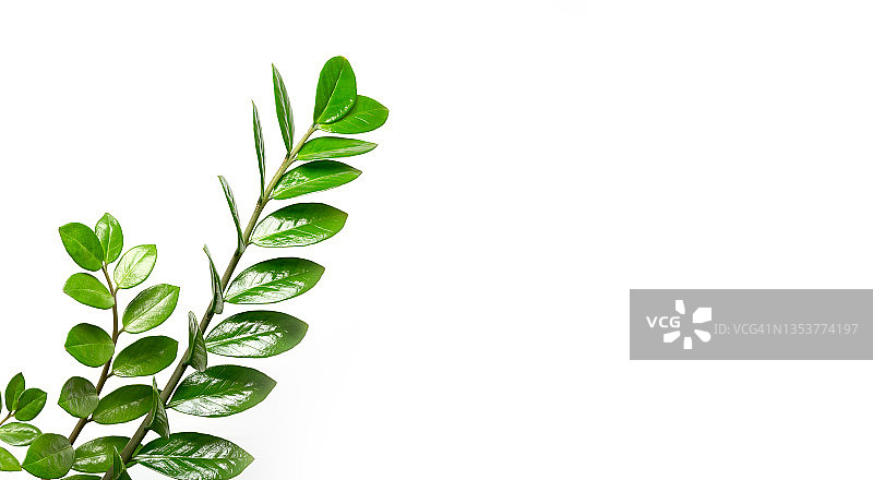 白色背景上的金钱树绿植枝条图片素材