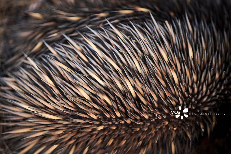 针鼹特写图片素材