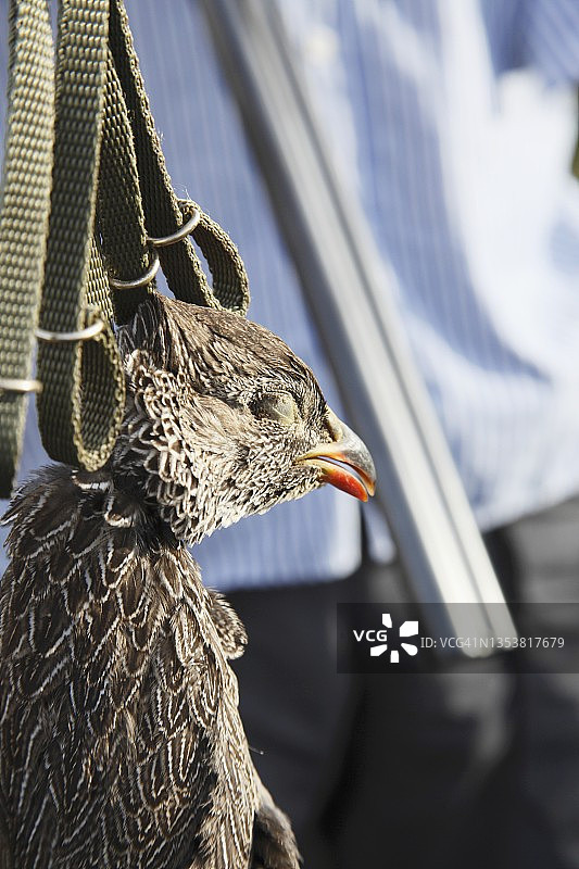被宰杀的雌性野鸡图片素材