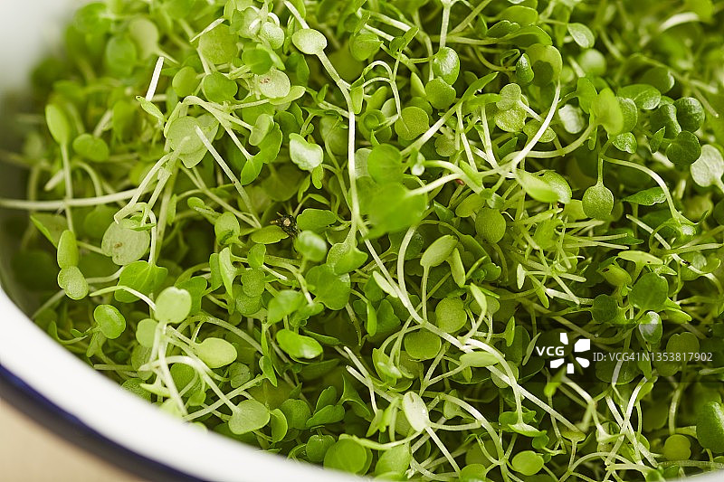 一碗新鲜水芹图片素材