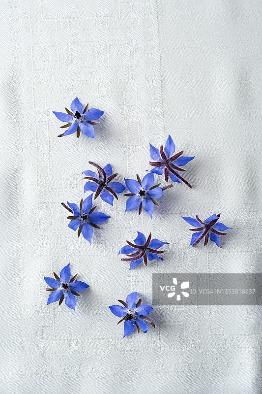 琉璃苣花（俯视）图片素材