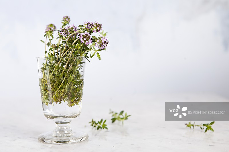 白色背景下的玻璃罐中新鲜的夏季香薄荷图片素材