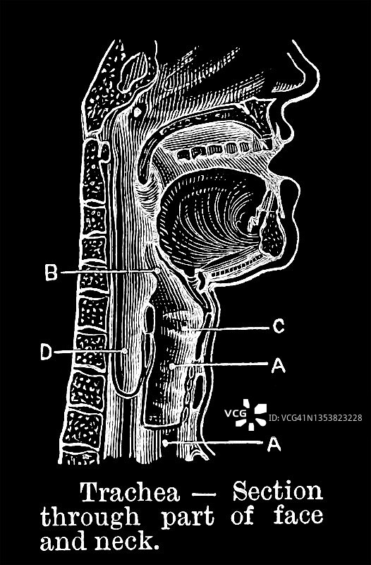 气管及面部和颈部横截面古老雕刻插图图片素材