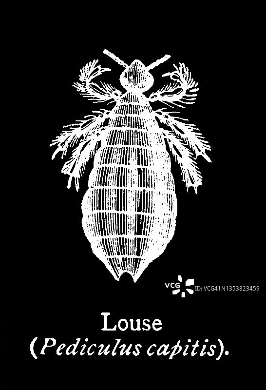 头虱古版画图片素材