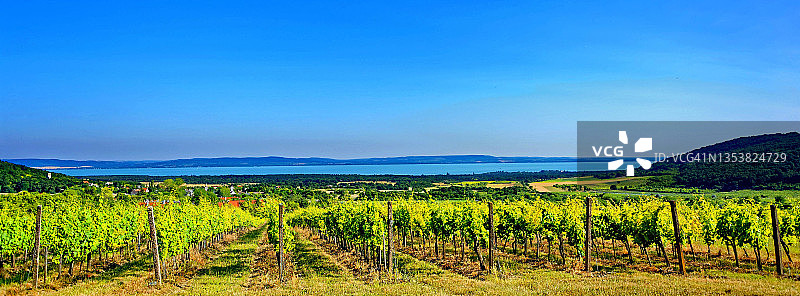 匈牙利巴拉顿湖附近的葡萄酒产区图片素材