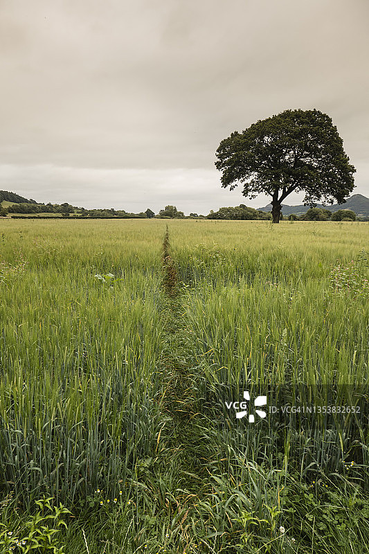 威尔士福登和拉尼米内赫之间的奥法堤坝国家步道附近的麦田小路图片素材