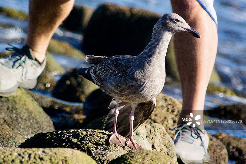 翅膀受伤的西部海鸥被海滩游客围住图片素材