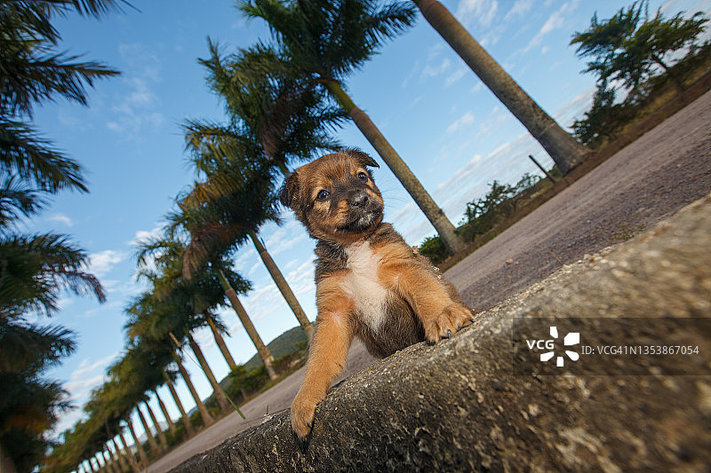 流浪狗图片素材