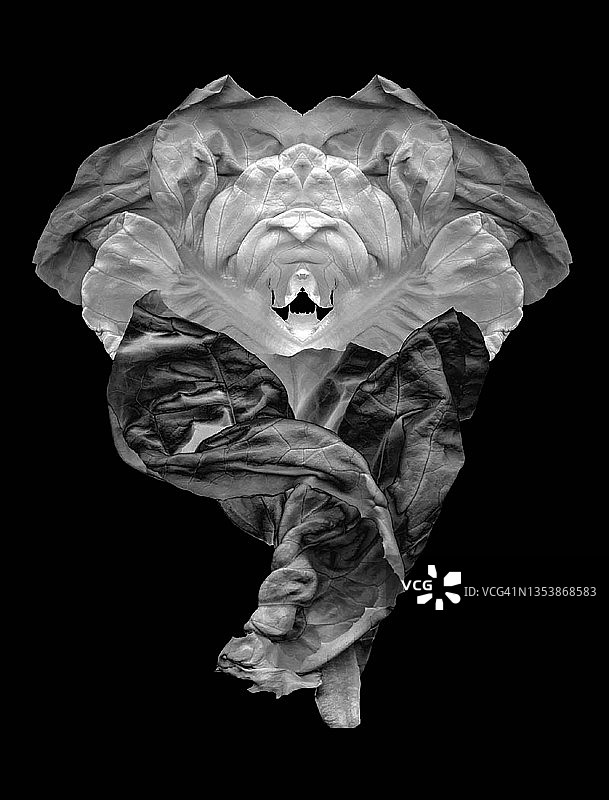 生菜 9图片素材