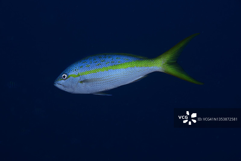 黄尾鲷图片素材