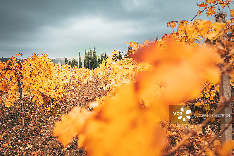 收割后地平线上有柏树的秋季橙色葡萄园图片素材