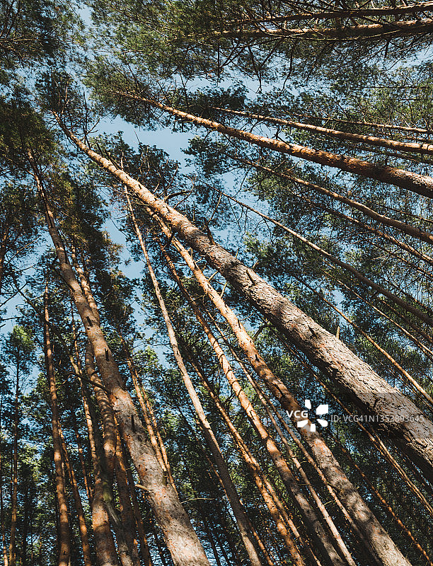 秋日阳光下的松树林图片素材