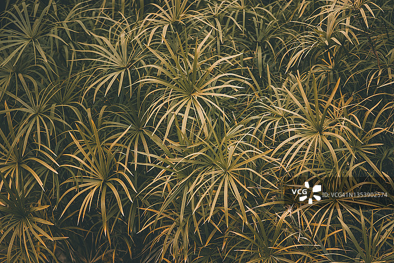 伞草叶子图案背景图片素材