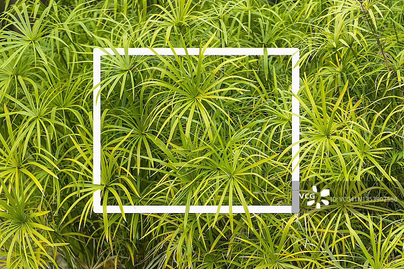 伞草叶子图案背景图片素材