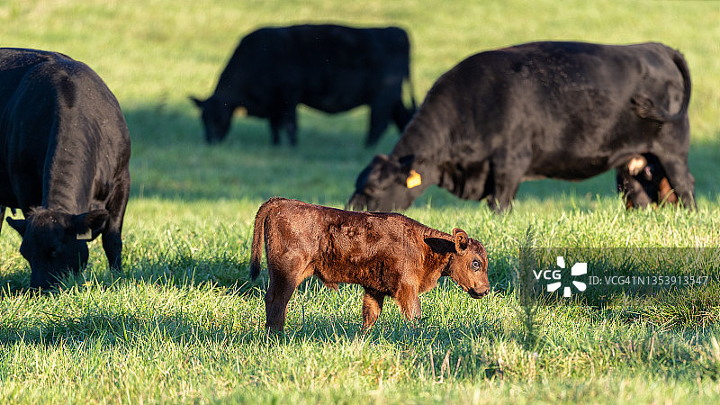 棕色安格斯小牛在日落时分吃草，背景是黑色安格斯母牛图片素材