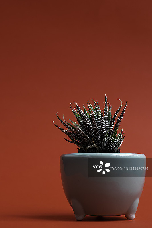 红色背景下的多肉盆栽图片素材