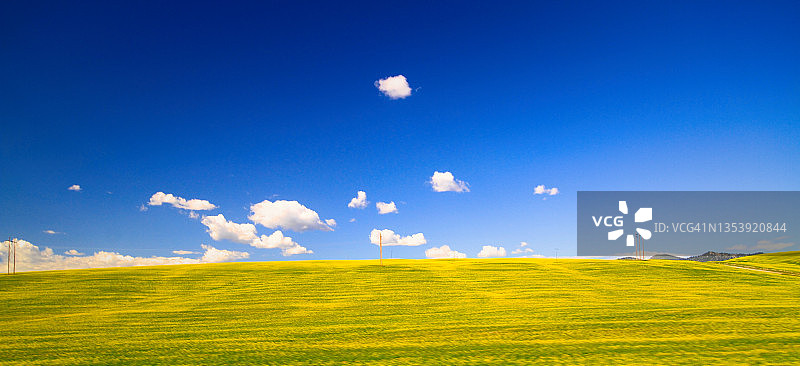 芥菜种植田图片素材