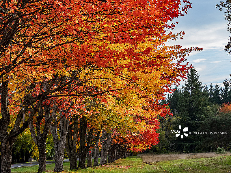 郊区公园秋季树木图片素材