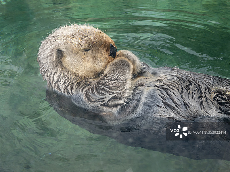 水中海獭特写图片素材