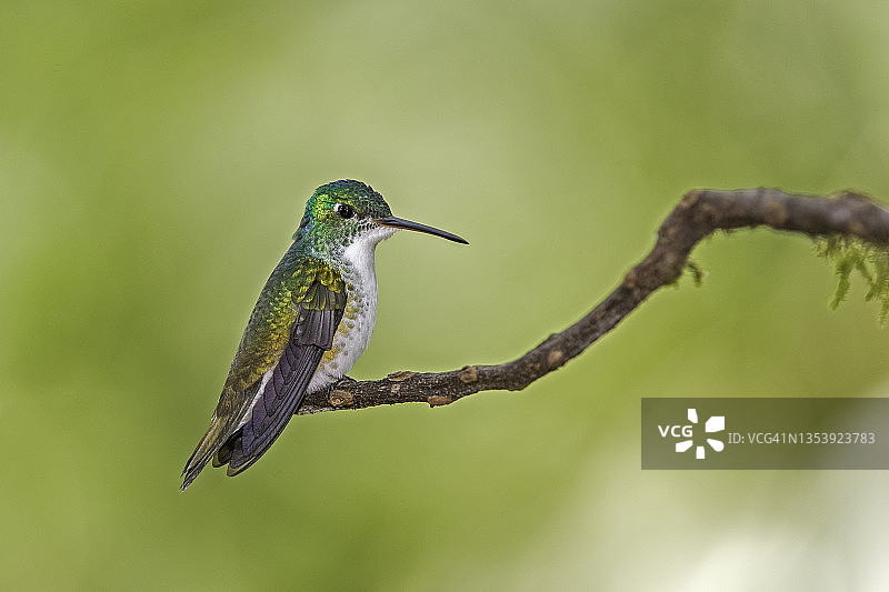 安第斯绿蜂鸟图片素材