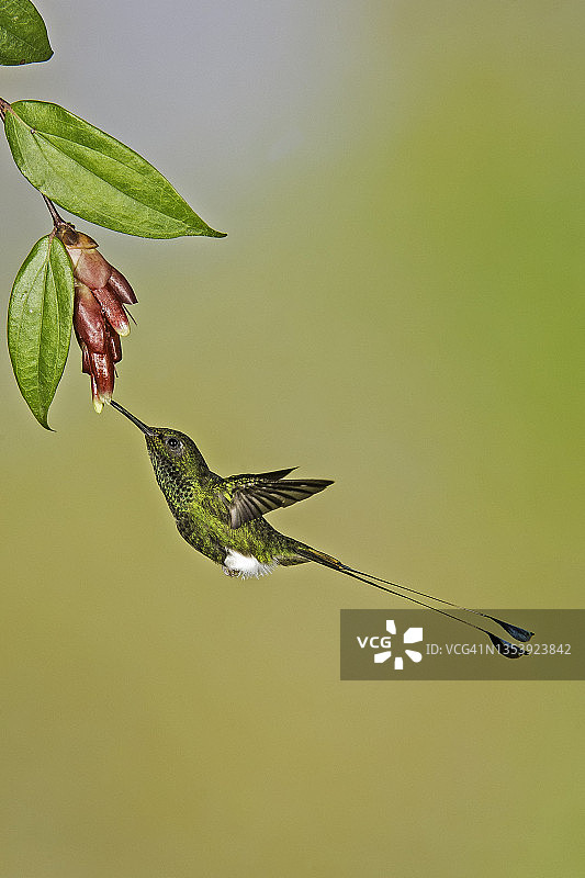 靴腿尾蜂鸟图片素材