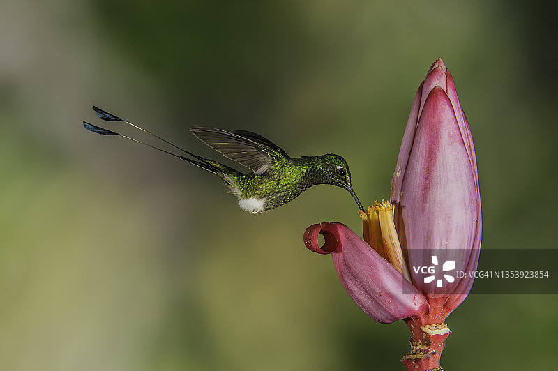 靴腿尾蜂鸟图片素材