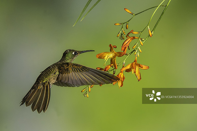 黄尾 Coronet 蜂鸟图片素材
