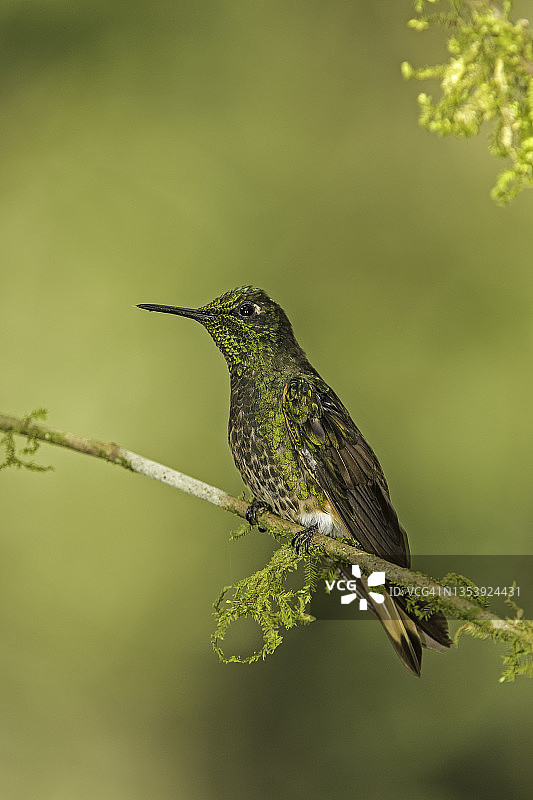 黄尾 Coronet 蜂鸟图片素材
