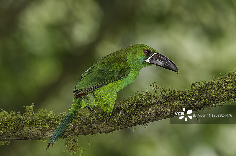 深红腰侏鵎鵼图片素材