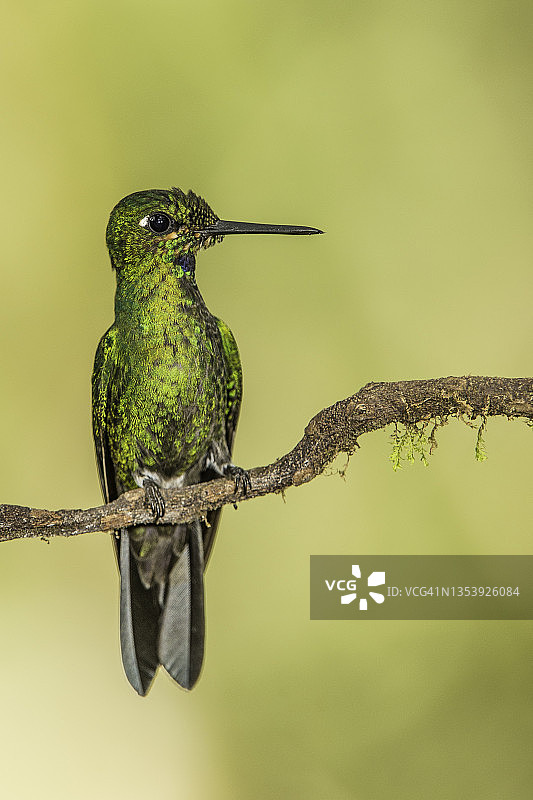 绿冠辉 Hummingbird图片素材