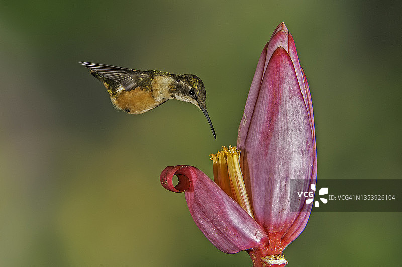 紫喉林星蜂鸟图片素材