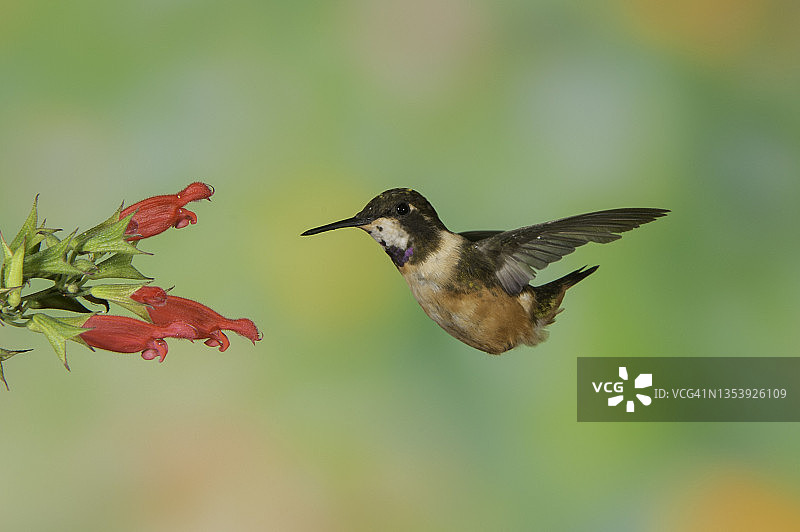 紫喉林星蜂鸟图片素材