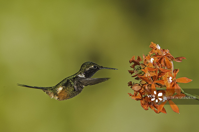 紫喉林星蜂鸟图片素材
