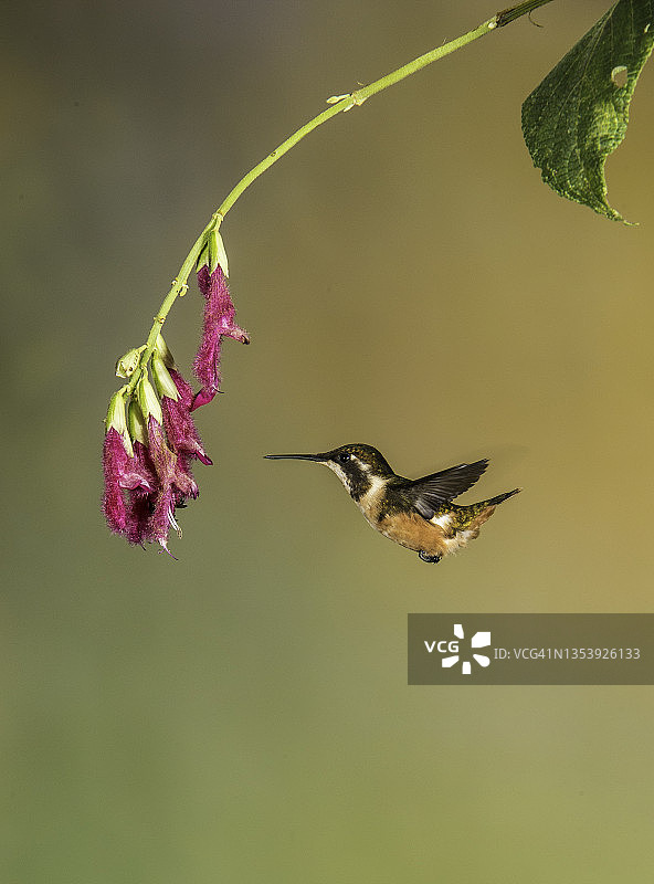 紫喉林星蜂鸟图片素材