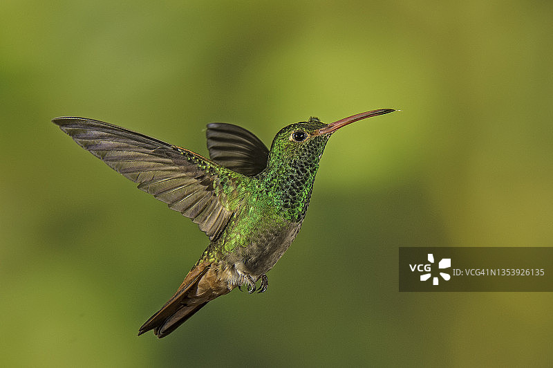 棕尾蜂鸟图片素材