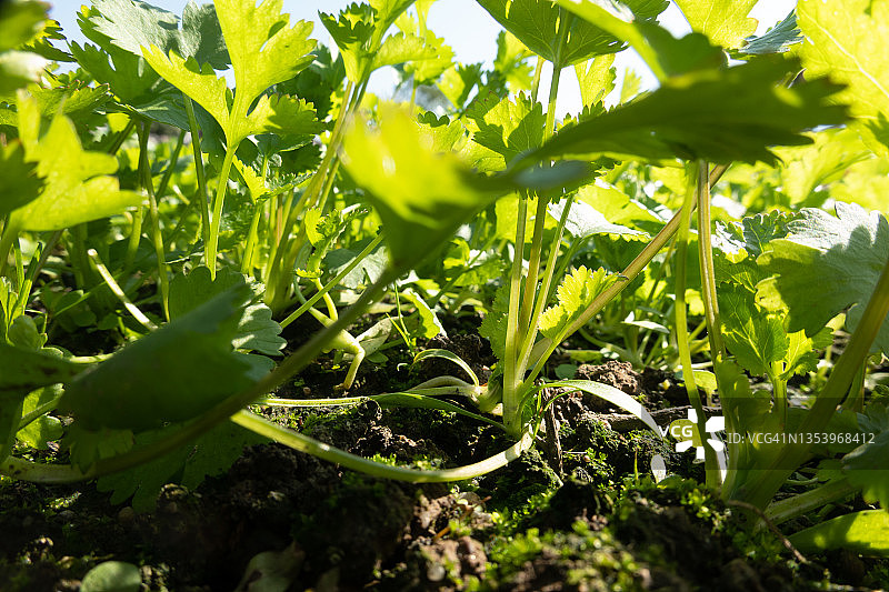 田间种植的蔬菜香菜图片素材
