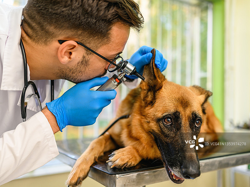 兽医在诊所检查狗的耳朵图片素材