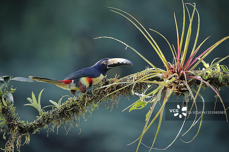 领簇舌巨嘴鸟 (Pteroglossus torquatus) 在树枝上,有凤梨科植物,博卡塔帕达,哥斯达黎加图片素材