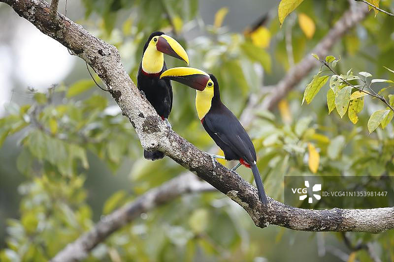 哥斯达黎加树枝上的一对斯温森巨嘴鸟图片素材