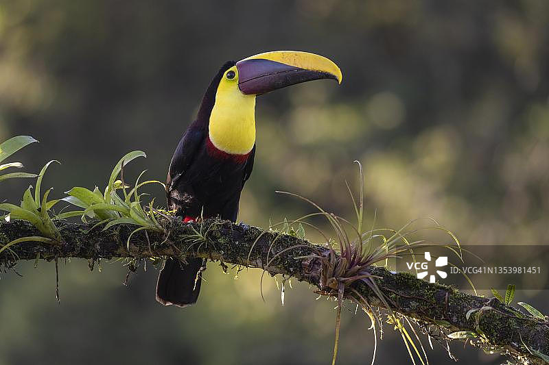 哥斯达黎加博卡塔帕达地区的斯温森巨嘴鸟或棕背巨嘴鸟图片素材