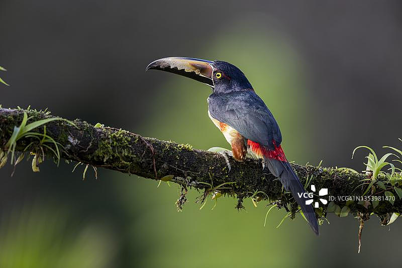 树枝上带凤梨科植物的丽色蕉鹃(Pteroglossus torquatus),哥斯达黎加博卡塔帕达地区图片素材