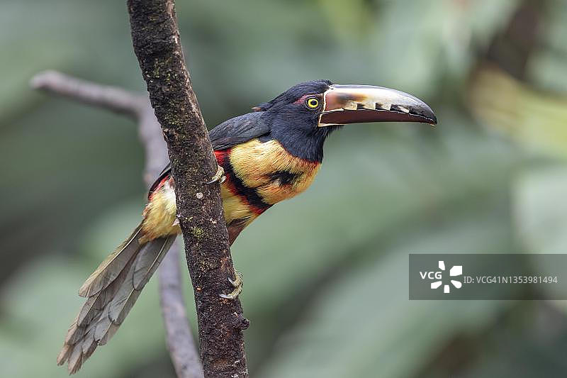 领噪鹃，哥斯达黎加图片素材