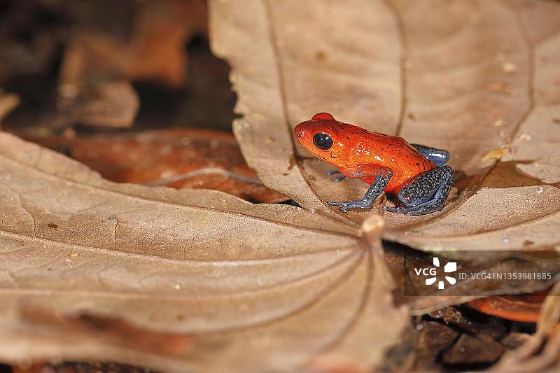 草莓箭毒蛙（Oophaga pumilio），树蛙科，哥斯达黎加萨拉皮基地区图片素材