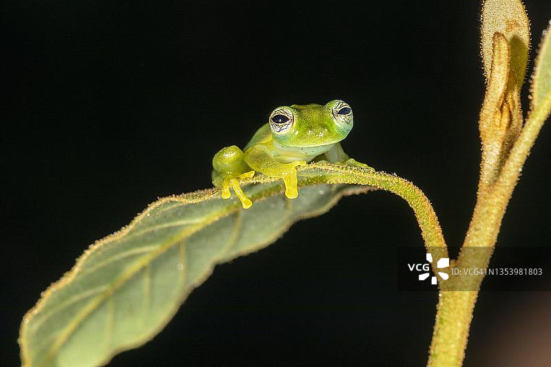 叶子上透明的祖母绿玻璃蛙，哥斯达黎加萨拉皮基地区图片素材