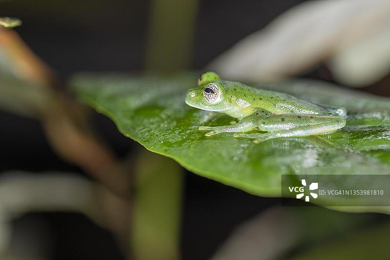 叶子上透明的祖母绿玻璃蛙，哥斯达黎加萨拉皮基地区图片素材