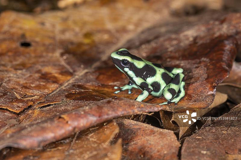 树叶上的绿色和黑色箭毒蛙(Dendrobates auratus),一种中等大小的箭毒蛙,哥斯达黎加萨拉皮基地区图片素材