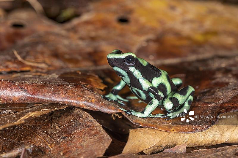 树叶上的绿色和黑色箭毒蛙（Dendrobates auratus），一种中等大小的箭毒蛙，哥斯达黎加萨拉皮基地区图片素材