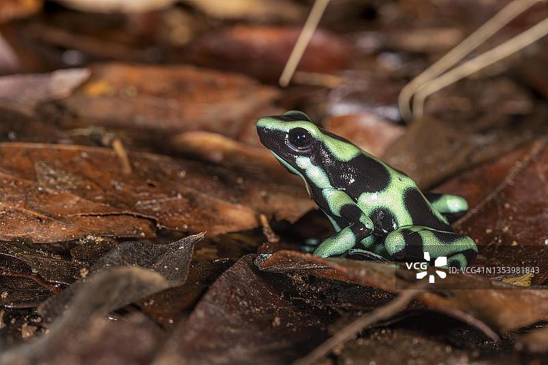 树叶上的绿色和黑色箭毒蛙(Dendrobates auratus),一种中等大小的箭毒蛙,哥斯达黎加萨拉皮基地区图片素材